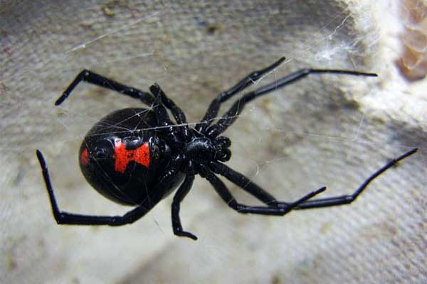 laba-laba Black Widow