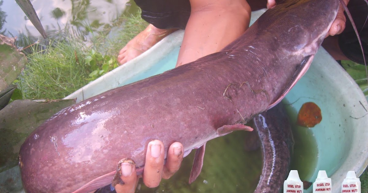 Essen Ikan Lele Khusus Di Situ - Toko Umpan Master Essen 100 % Asli