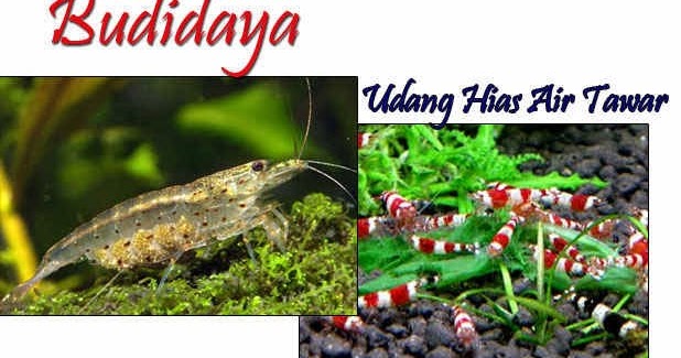 budidaya udang hias pdf 