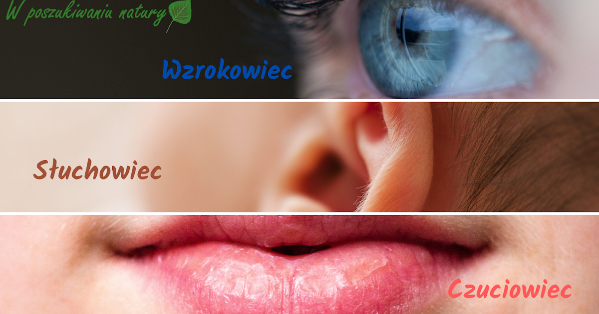 Wzrokowiec Słuchowiec Kinestetyk Test Dla Dzieci Pdf