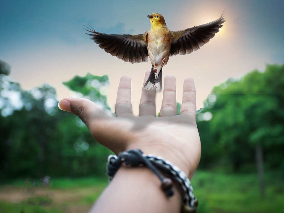 Hayvanlar Resimleri ile ilgili Aramalar Gezilmeye Değer Yerler