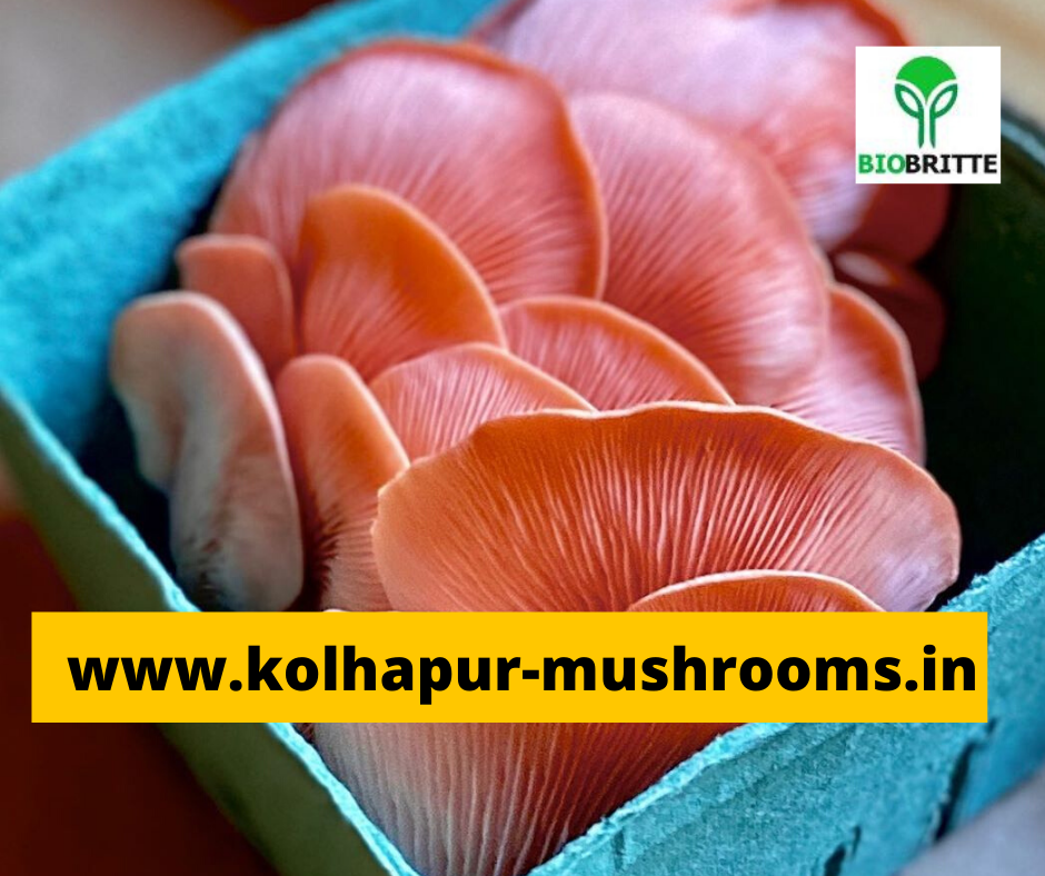 Buy pink oyster mushroom spawn mushroom spawn supply mushroom spawn