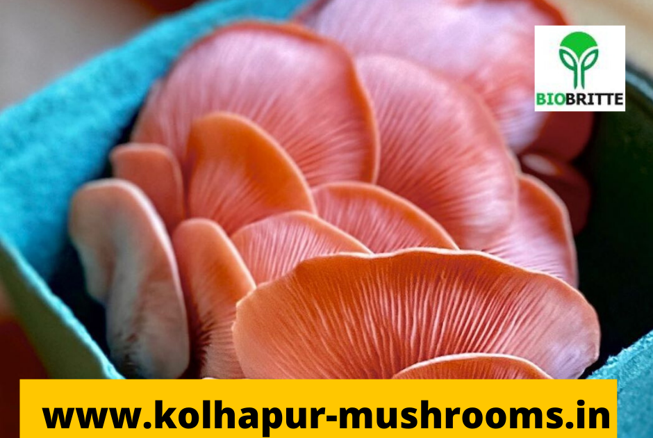 Buy pink oyster mushroom spawn mushroom spawn supply mushroom spawn