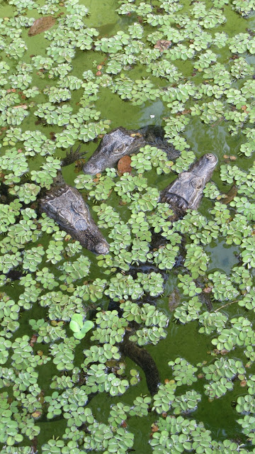 Trio of Baby Caimans
