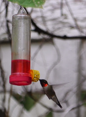 broad-tailed hummingbird 