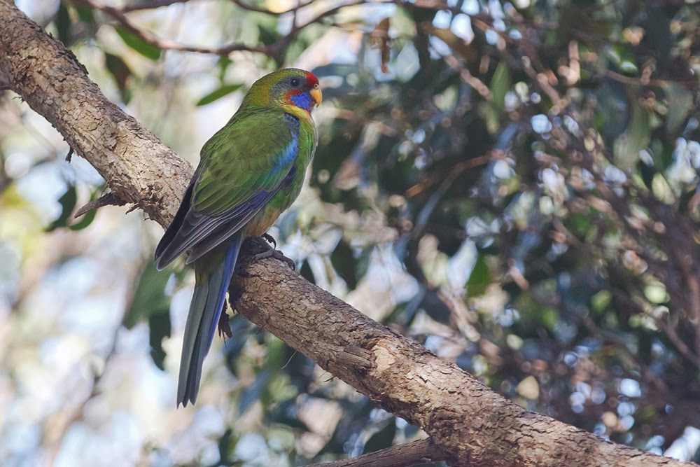 Bluebottle Adelaide Birds