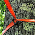 Diy Tree Swing Strap
