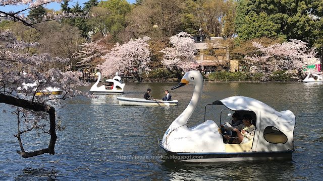 Inokashira Park Tokyo Sakura