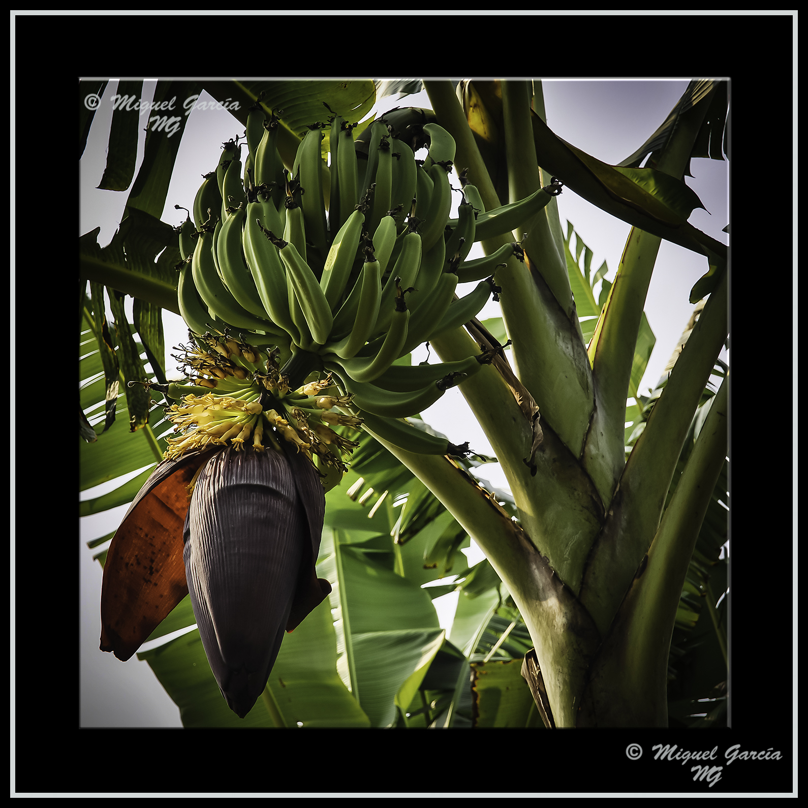 Amazonía Peruana. Plátanos.