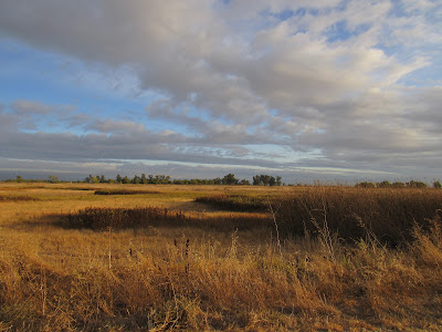 northern california birding hotspots