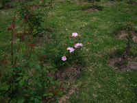 roses photo flower image uruguay rosedal