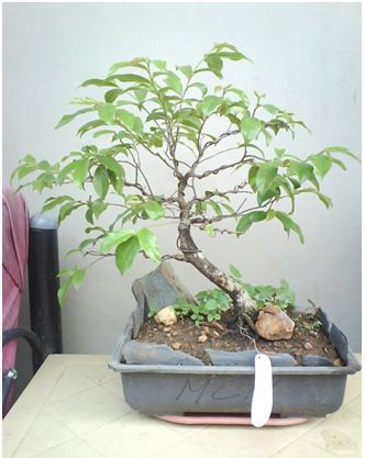 Jenis Tanaman Buah-Buahan yang Dapat Dijadikan Bonsai