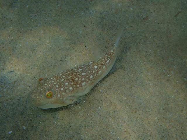 Amblyrhynchotes honckenii Amblyrhynchotes honckenii
