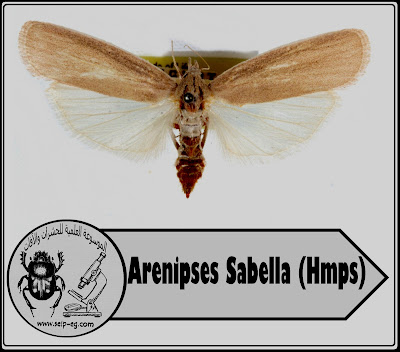 دودة البلح الكبرى Arenipses Sabella (Hmps)