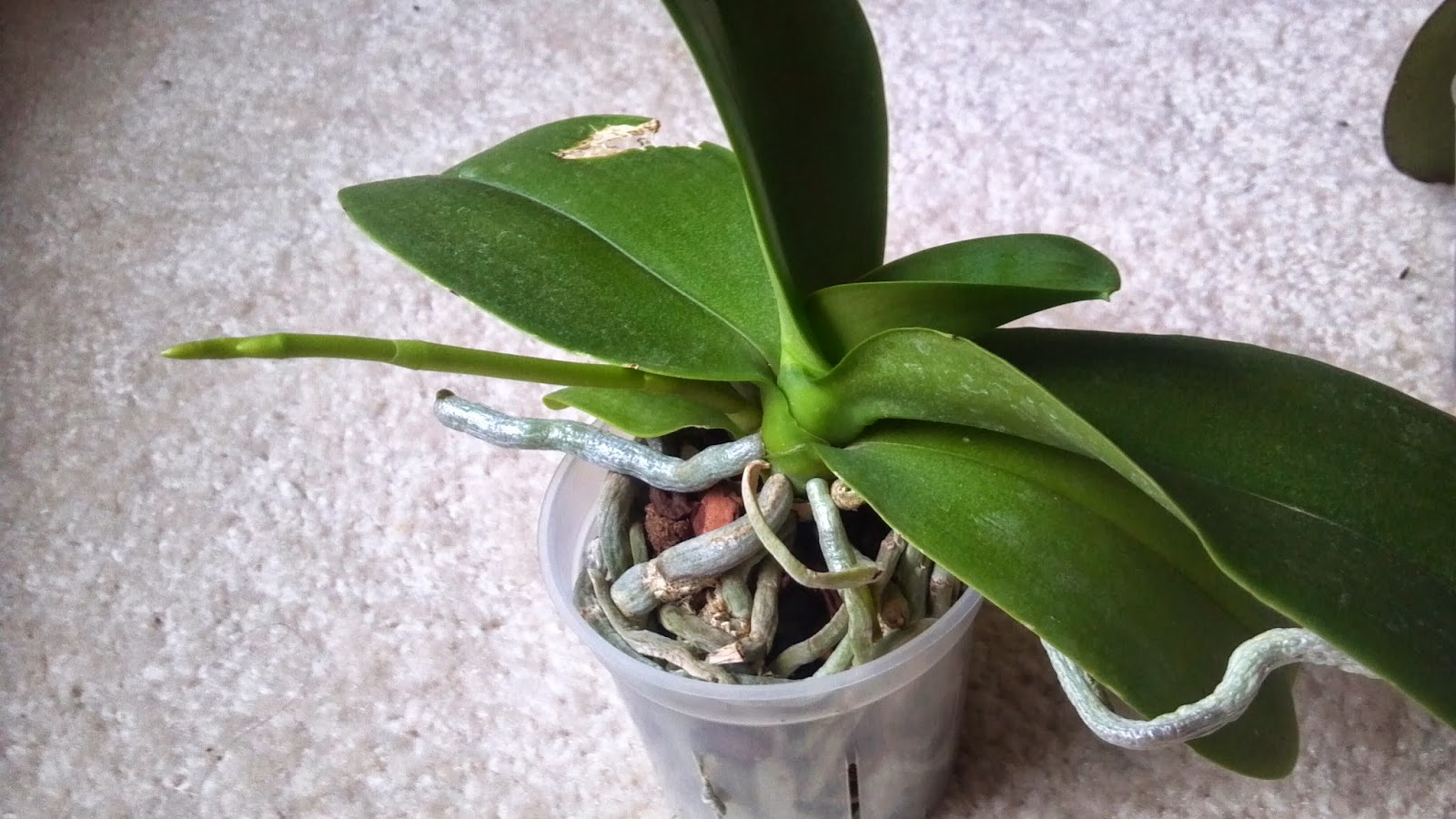 My Two Cents ORCHID UPDATES FLOWER SPIKES