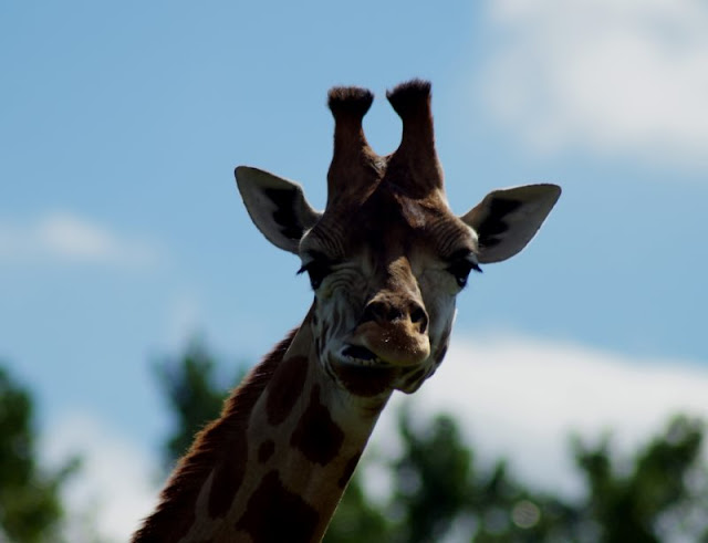 Tierpark Safari