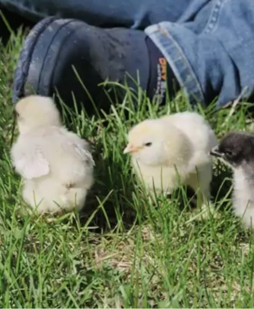baby chicks in grass