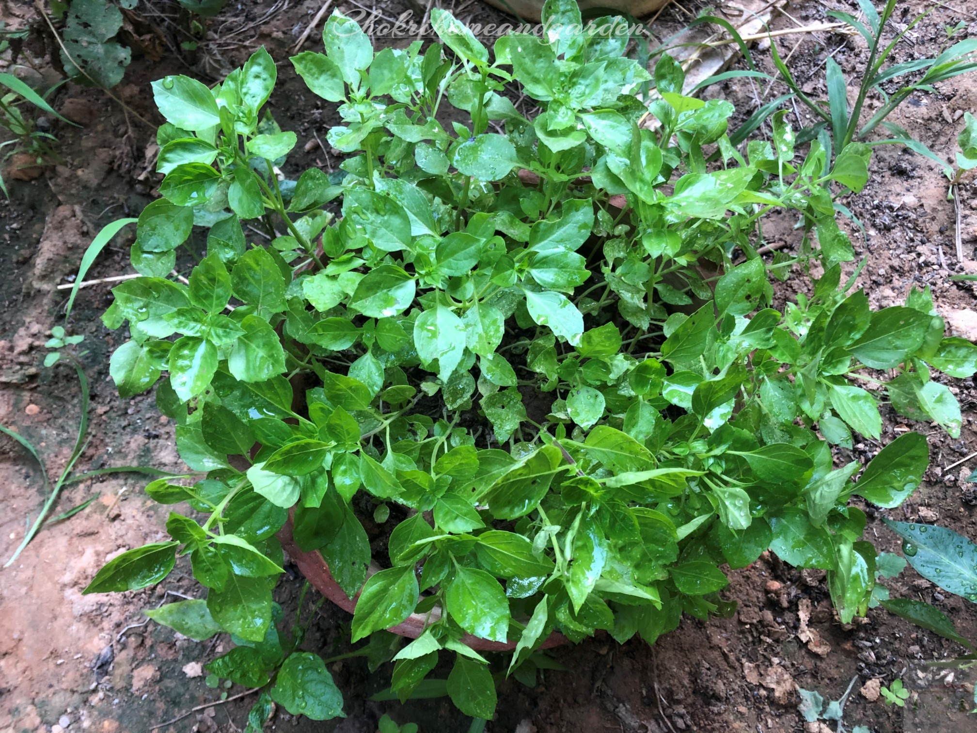 Basil and Peppers Companion Planting