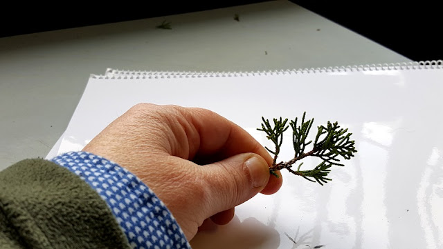 rama bonsai juniperus BonsaiCenterSopelana