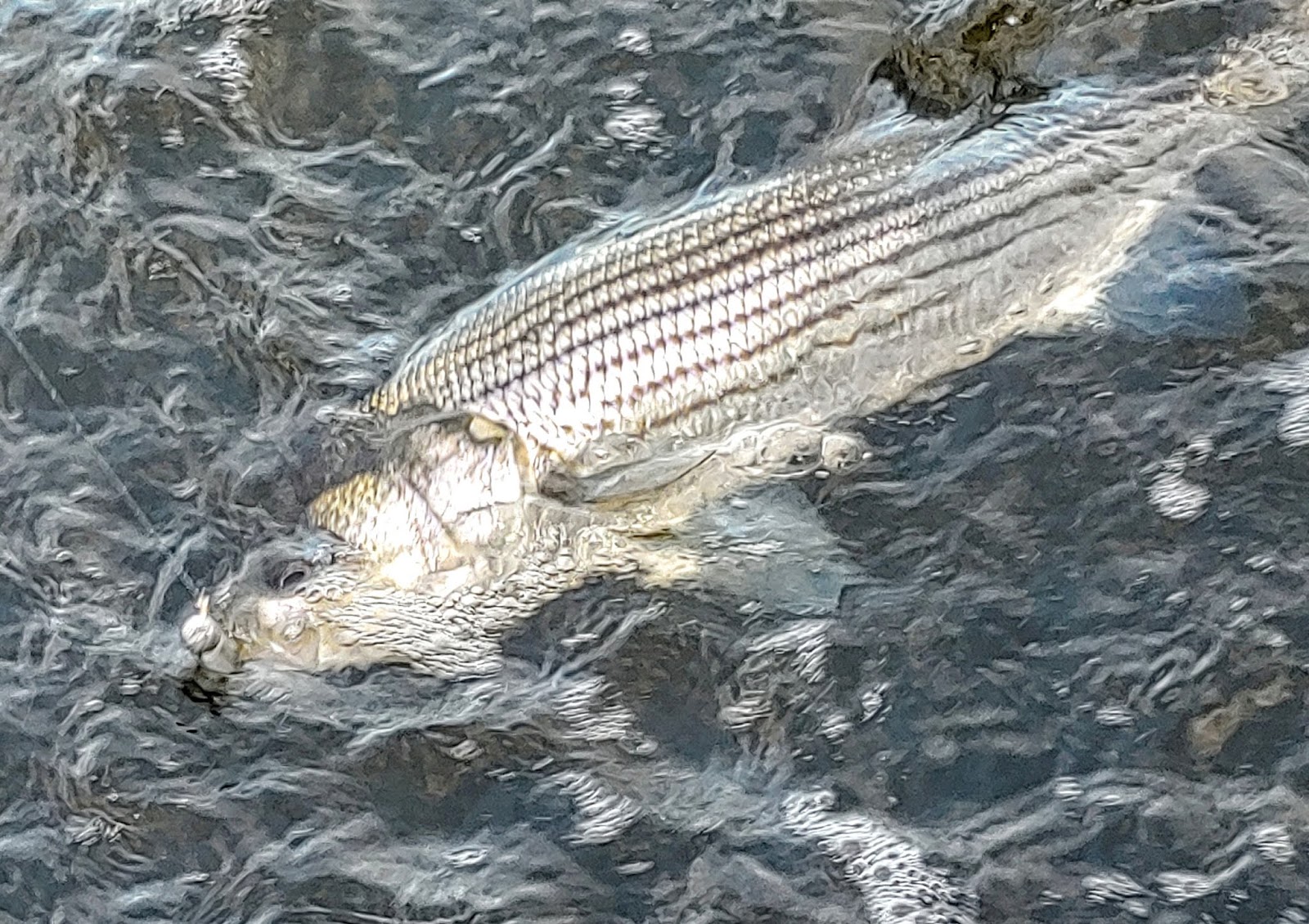 Rhode Island Striped Bass Photo of the Day