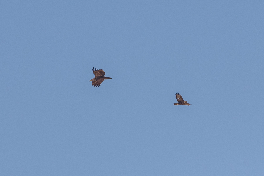 Eastern Imperial Eagle and Steppe Buzzard 
