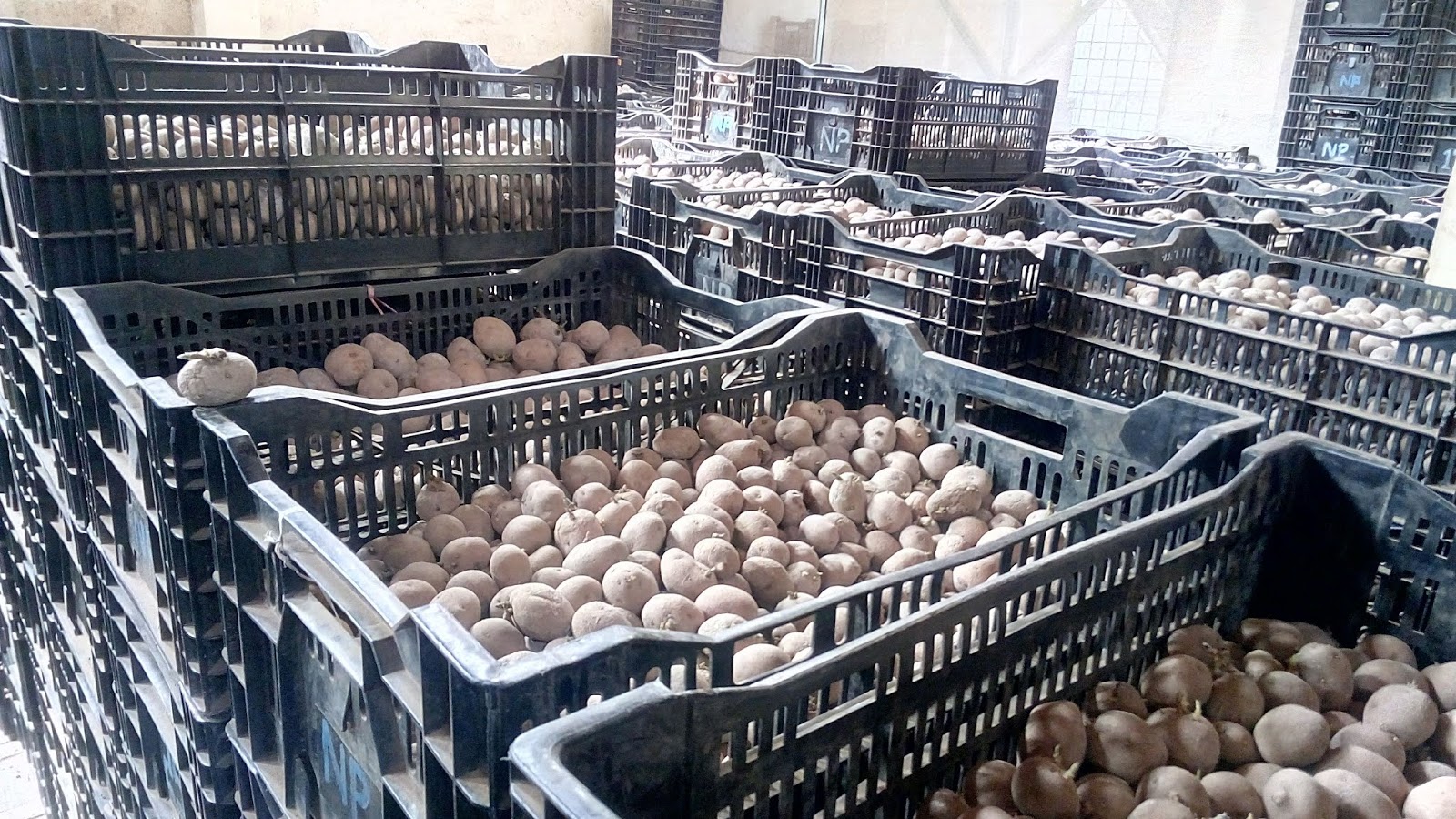 Harga Bibit Kentang Granola L Bersertifikat tahun 2018 BANDUNG