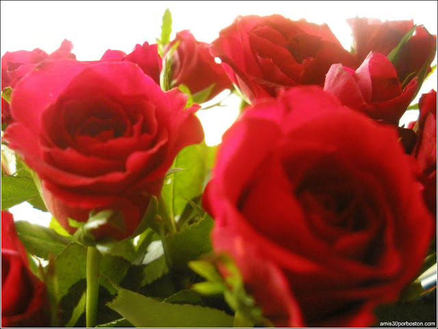 Rosas Regalo de San Valentín