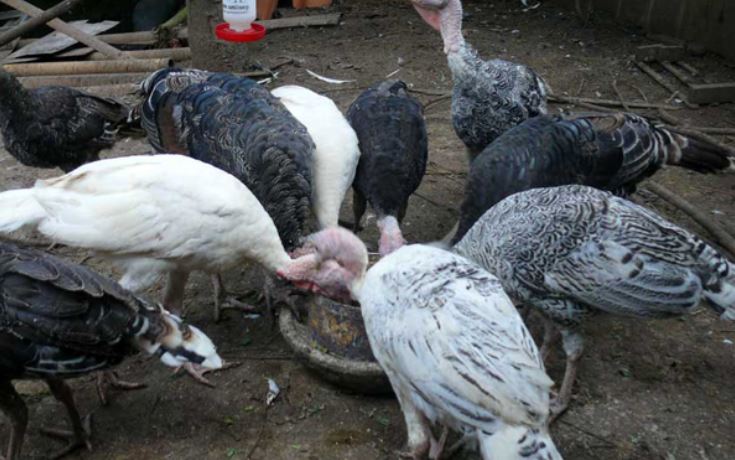 Tips Dan Peluang Beternak Ayam Kalkun Yang Perlu Diketahui