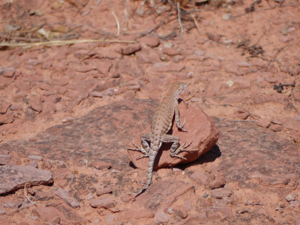 Little Horse Trail Sedona Arizona Lézard