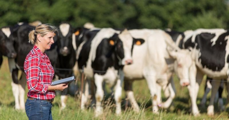 Jobs Available At Dairy Farm In Canada - APPLY - HOLARNS