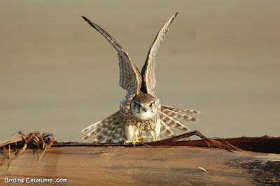 Esmerla (Falco columbarius)