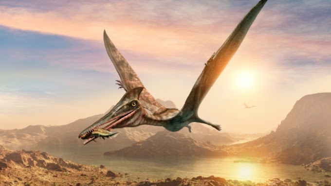 Ανακαλύφθηκε στην έρημο της Χιλής απολίθωμα δεινοσαύρου «ιπτάμενος δράκος»