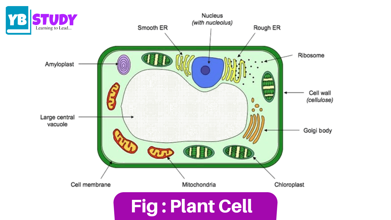 38+ Cell Membrane Location In Plant Cell Gif