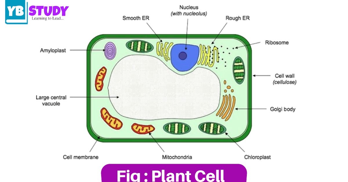 Plant Cell Defination Structure And Functions Types Yb Study