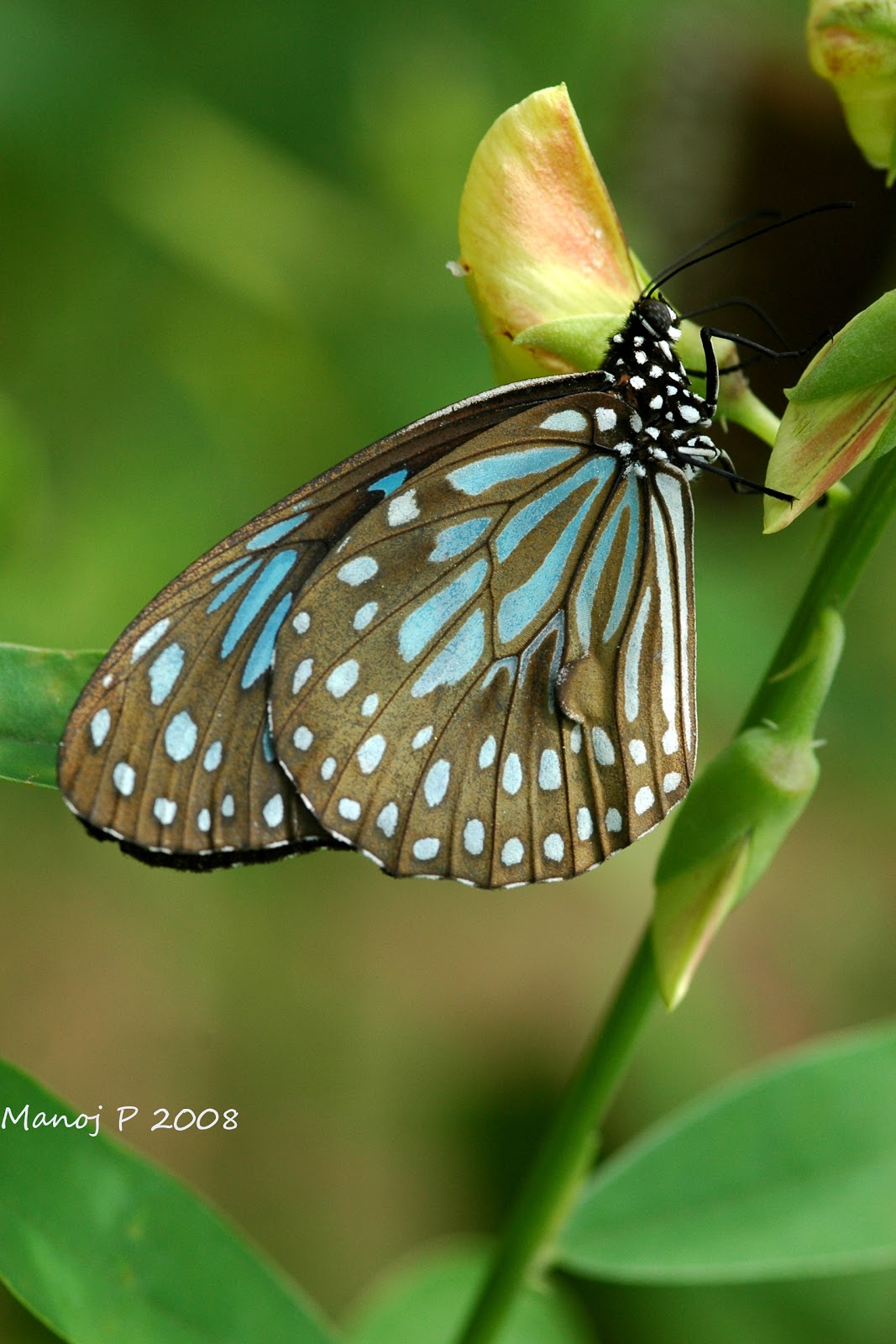 My Butterfly Garden Dark Blue Tiger