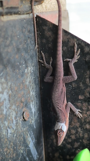 Lizard in a mailbox, Birmingham, Alabama. November 2020.