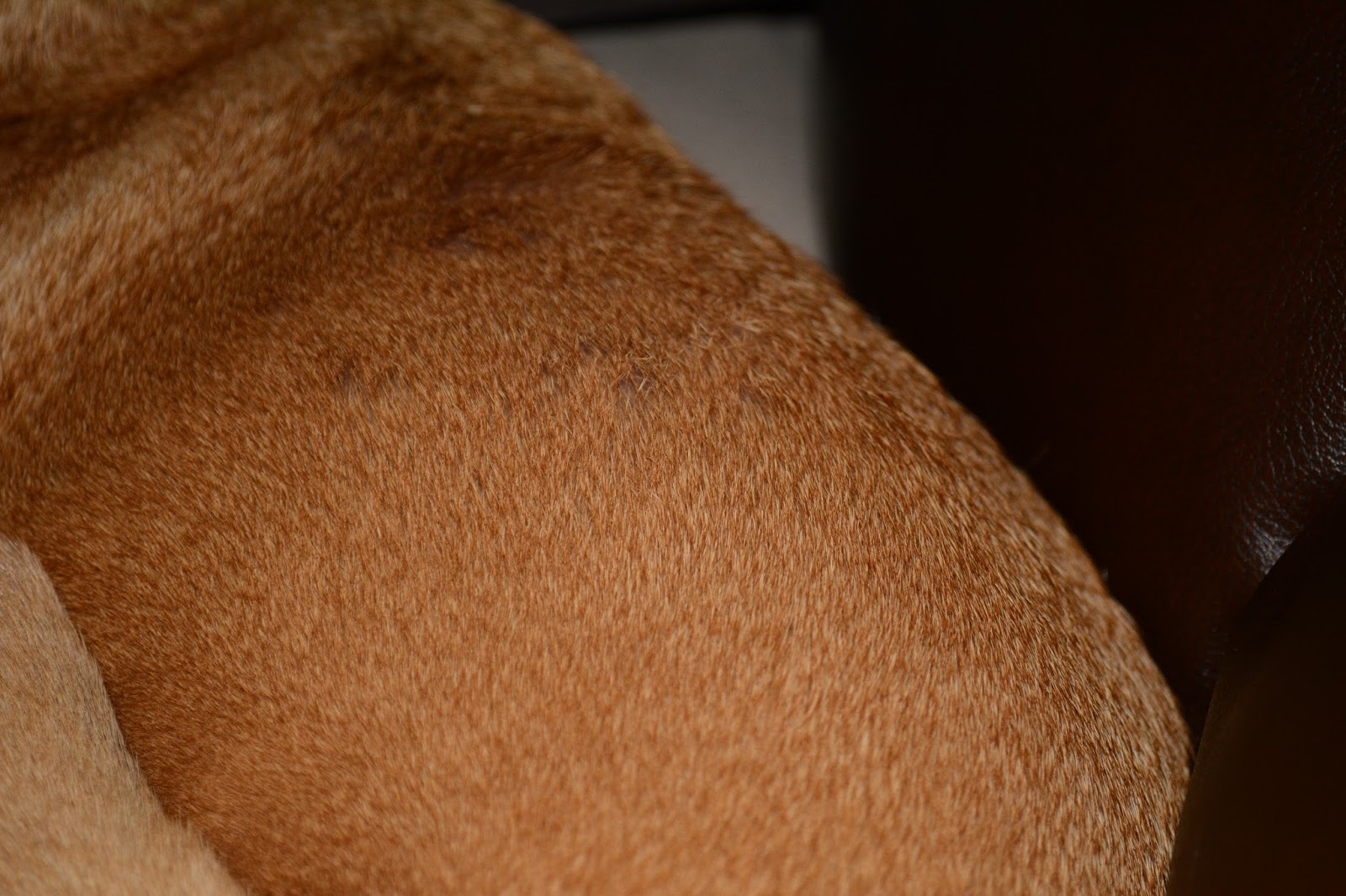 ZoePhee Skin Infection Woes. Dog Grooming