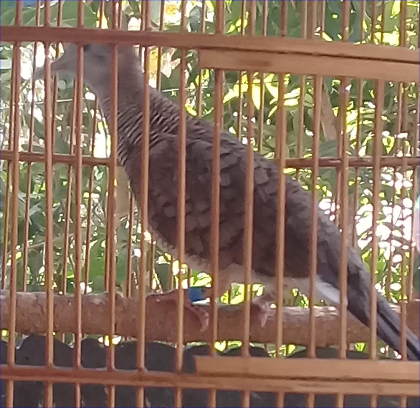 Mimpi Dapat Burung Perkutut