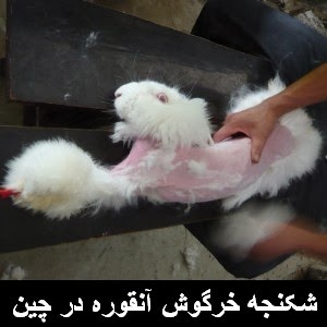 حقیقت وحشتناک صنعت پشم خرگوش آنقوره در چین