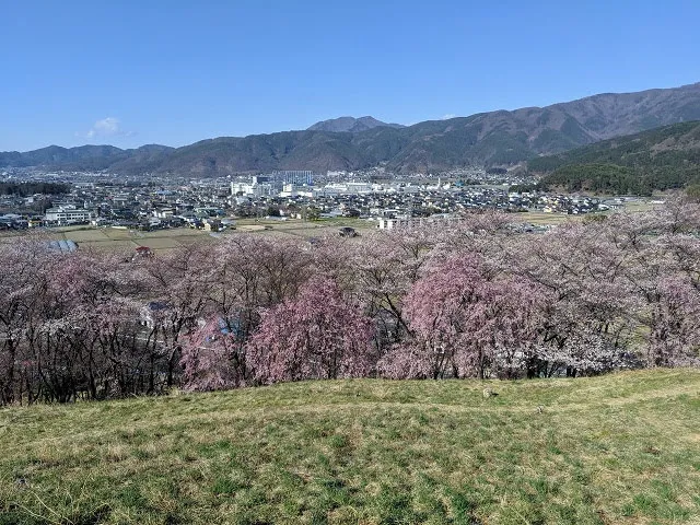 Springtime in Japan: Cherry Blossoms on Koboyama (aka Mt. Kobo) in Matsumoto