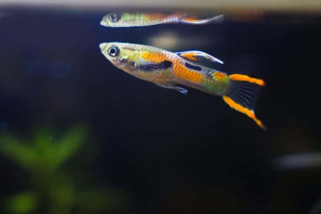 What is the best temperature for endler guppy?