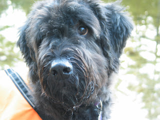 A close-up of Gadget's face, turning to look over one shoulder, covered in a bright-orange vest. His muzzle is wet, his beard dripping water. His ears are cocked. In the background are blurry green leaves.