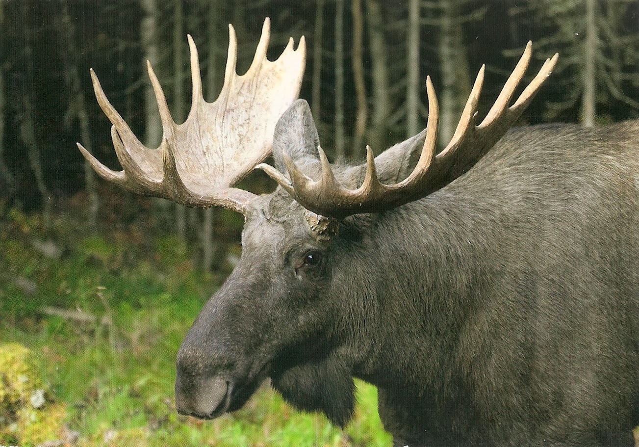 PippiLottaPirat King of the forest Elk from from Finland