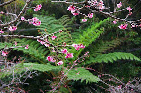 Cherry blossoms with ferns in background