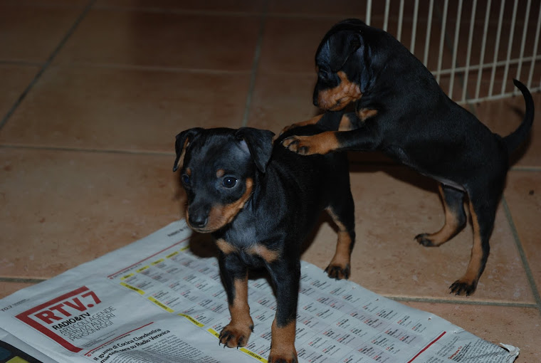 Pinscherini cuccioli di Flasch e Briciola