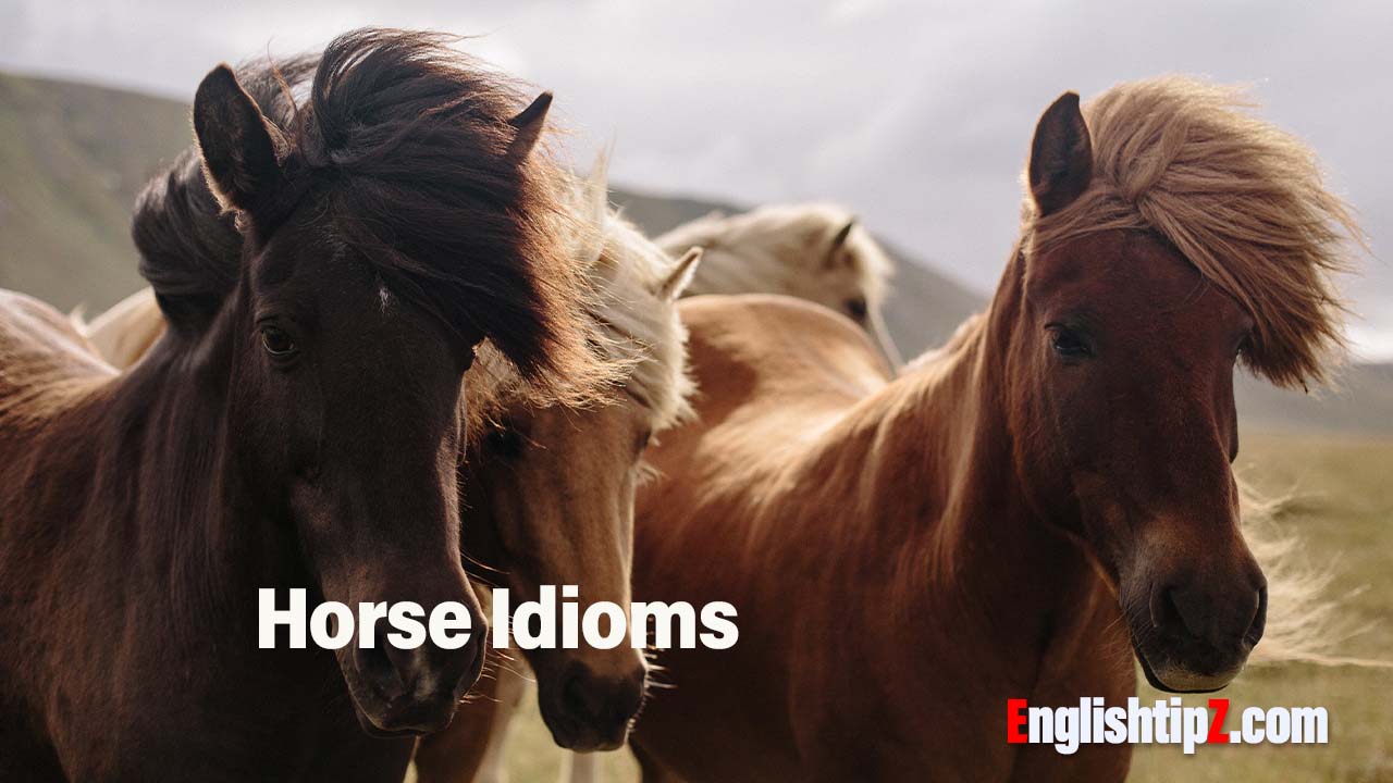 Some Useful Idioms Involving Horses Horse idioms