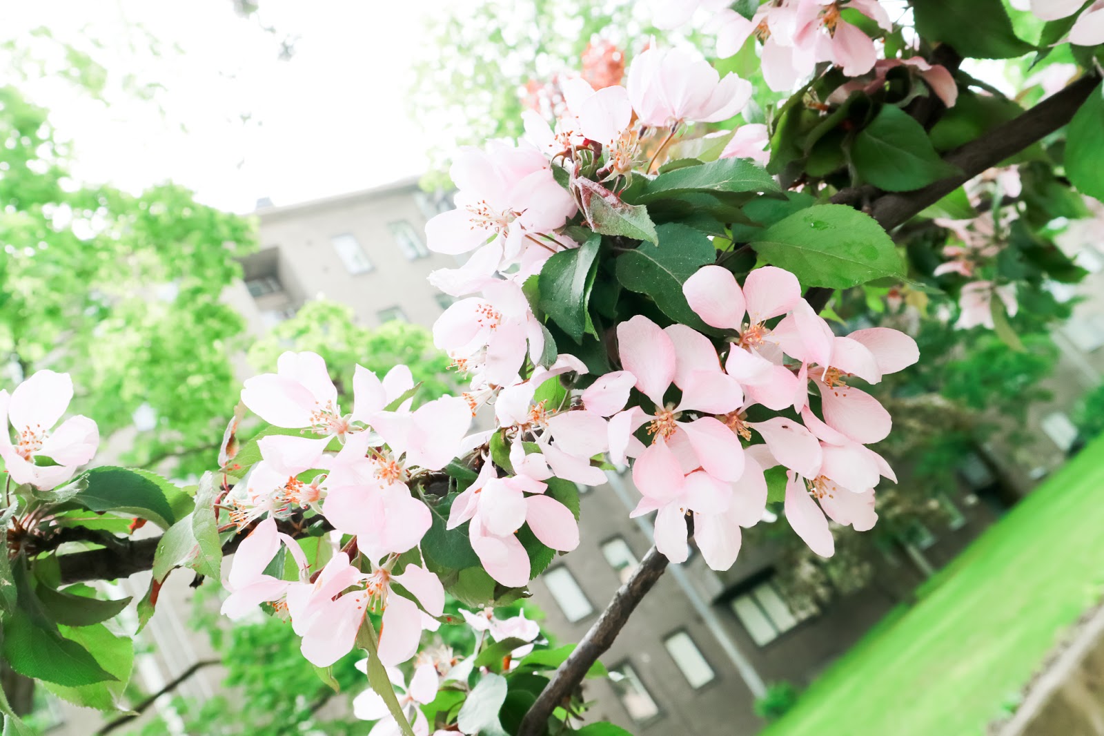 Big mamas home by Jenni S, Oman hyvinvoinnin edelle asettamisesta, henkinen hyvinvointi, masennus, suru, kevät