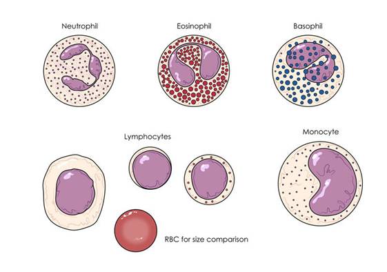 Germs - Forming Germs - Forming
