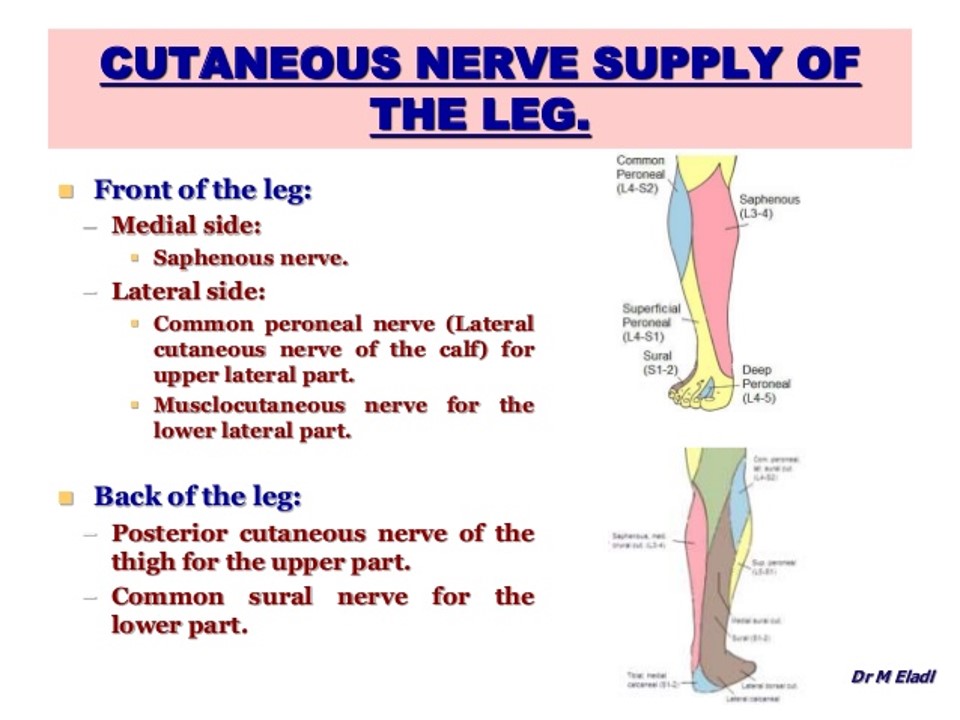ANTERIOR COMPARTMENT OF LEG