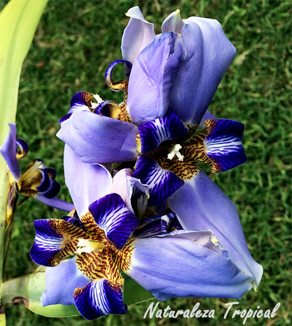 Flor de una especie del género Neomarica